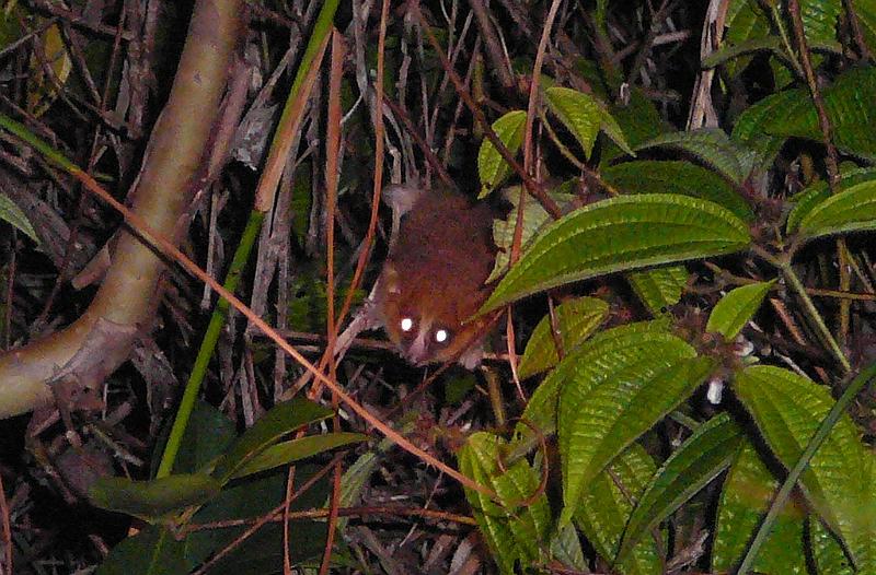 042 Goodman's Mouse Lemur